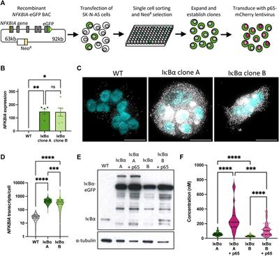 Overexpression of IκB⍺ modulates NF-κB activation of inflammatory target gene expression